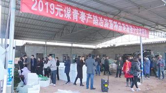 元謀蔬菜種業博覽會 拓展交流打造綠色食品牌，文化藝術交流活動增添新活力